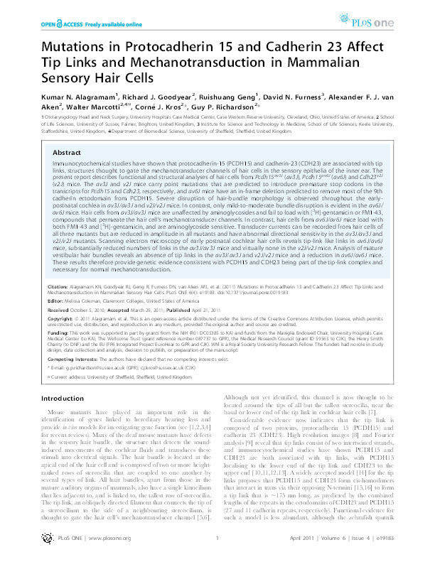 Mutations in protocadherin 15 and cadherin 23 affect tip links and mechanotransduction in mammalian sensory hair cells Thumbnail