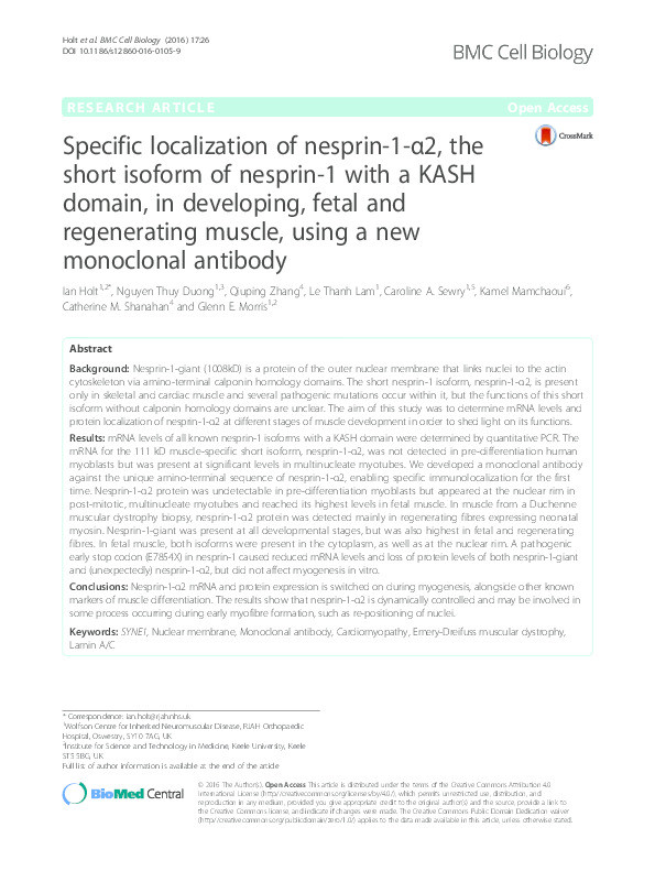 Specific localization of nesprin-1-a2, the short isoform of nesprin-1 with a KASH domain, in developing, fetal and regenerating muscle, using a new monoclonal antibody. Thumbnail