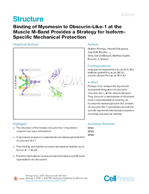 Binding of Myomesin to Obscurin-Like-1 at the Muscle M-Band Provides a Strategy for Isoform-Specific Mechanical Protection Thumbnail