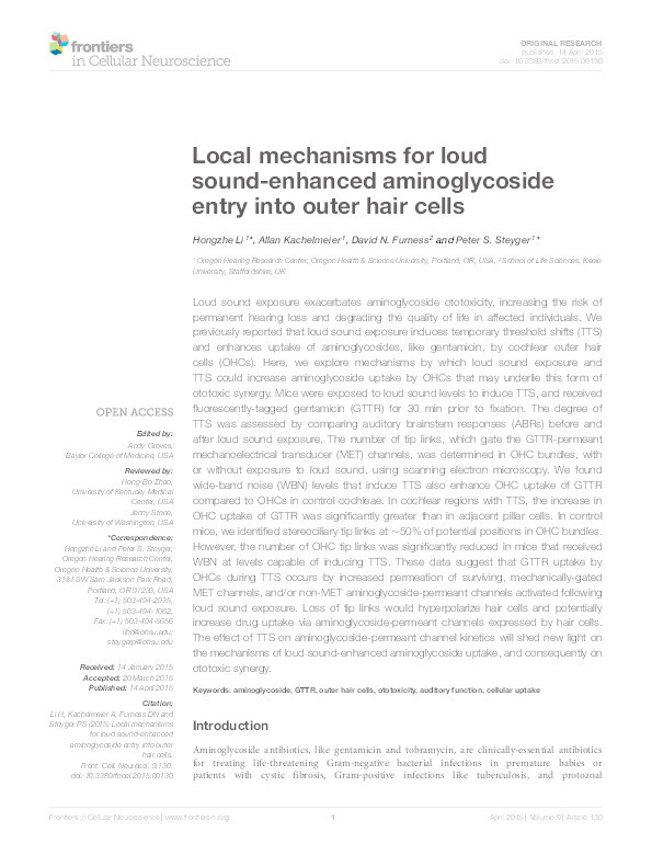 Local mechanisms for loud sound-enhanced aminoglycoside entry into outer hair cells. Thumbnail