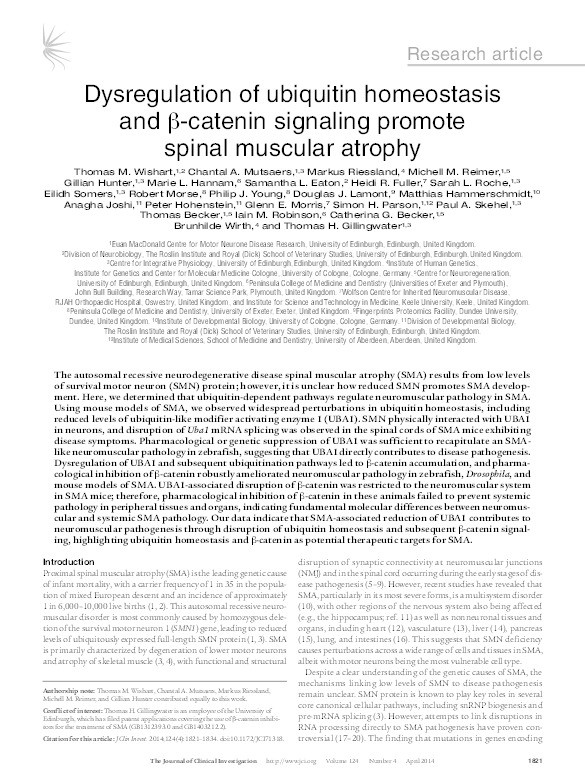 Dysregulation of ubiquitin homeostasis and ß-catenin signaling promote spinal muscular atrophy Thumbnail