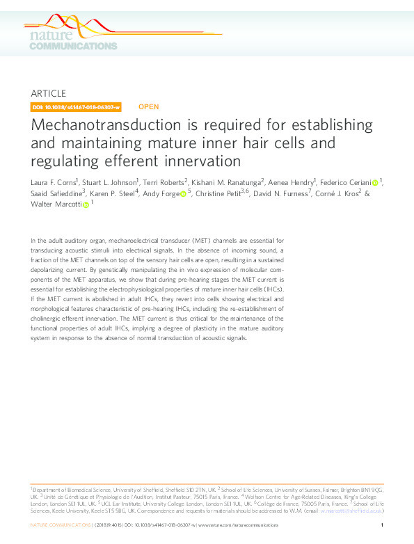 Mechanotransduction is required for establishing and maintaining mature inner hair cells and regulating efferent innervation Thumbnail