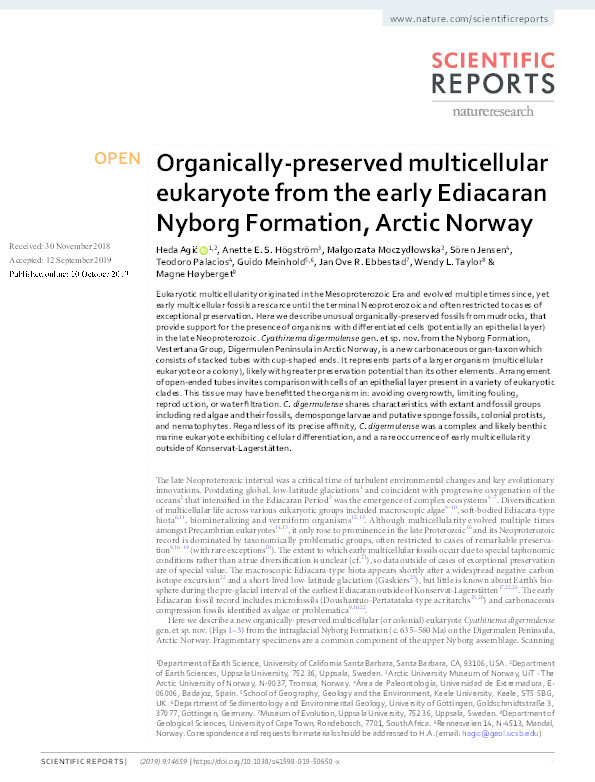 Organically-preserved multicellular eukaryote from the early Ediacaran Nyborg Formation, Arctic Norway Thumbnail
