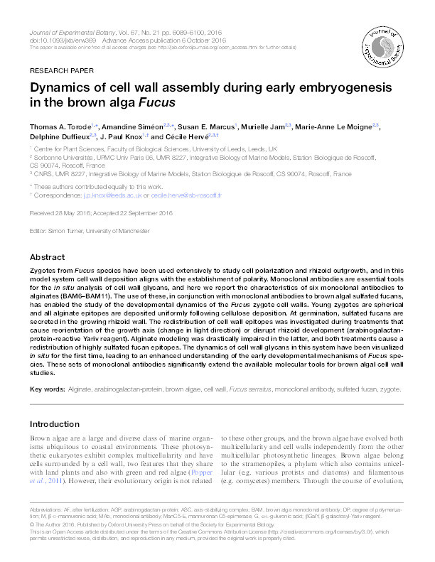 Dynamics of cell wall assembly during early embryogenesis in the brown alga Fucus. Thumbnail