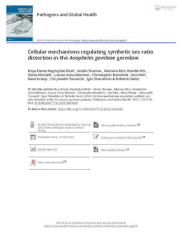 Cellular mechanisms regulating synthetic sex ratio distortion in the Anopheles gambiae germline Thumbnail