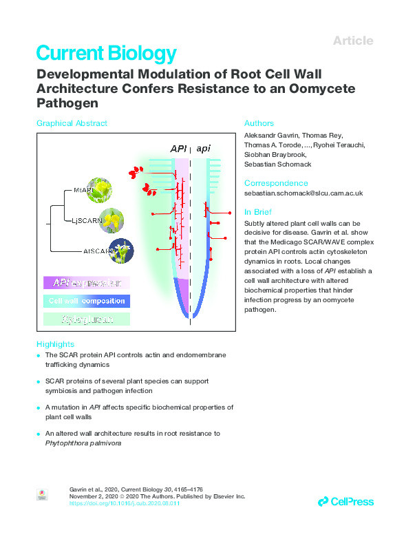 Developmental Modulation of Root Cell Wall Architecture Confers Resistance to an Oomycete Pathogen Thumbnail