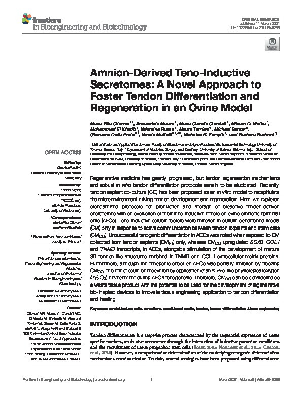 Amnion-Derived Teno-Inductive Secretomes: A Novel Approach to Foster Tendon Differentiation and Regeneration in an Ovine Model. Thumbnail