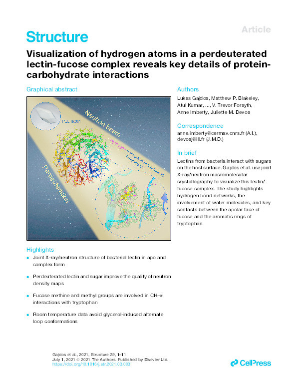 Visualization of hydrogen atoms in a perdeuterated lectin-fucose complex reveals key details of protein-carbohydrate interactions. Thumbnail