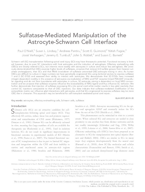 Sulfatase-mediated manipulation of the astrocyte-Schwann cell interface. Thumbnail