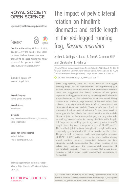 The impact of pelvic lateral rotation on hindlimb kinematics and stride length in the red-legged running frog, Kassina maculata Thumbnail