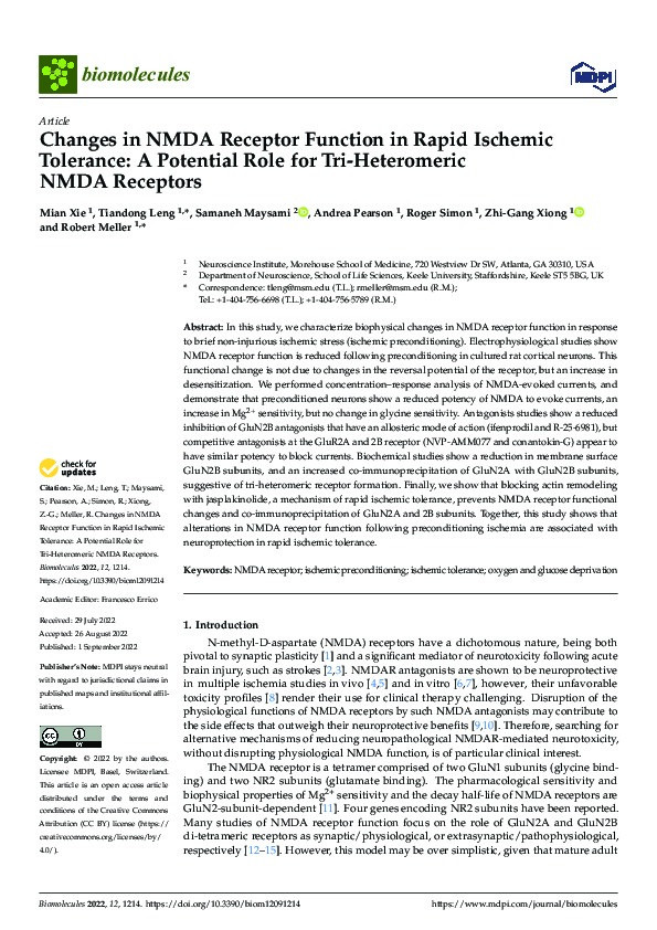 Changes in NMDA Receptor Function in Rapid Ischemic Tolerance: A Potential Role for Tri-Heteromeric NMDA Receptors Thumbnail