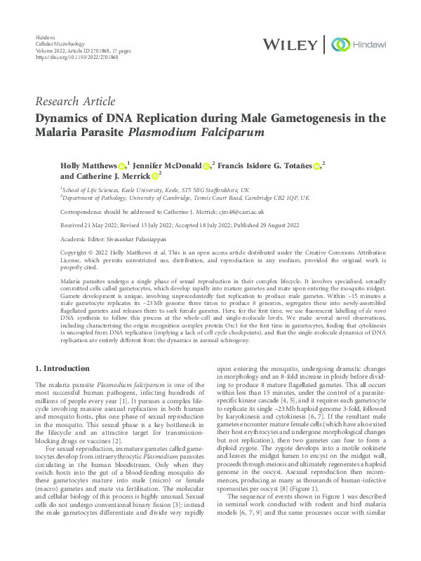 Dynamics of DNA Replication during Male Gametogenesis in the Malaria Parasite Plasmodium Falciparum Thumbnail