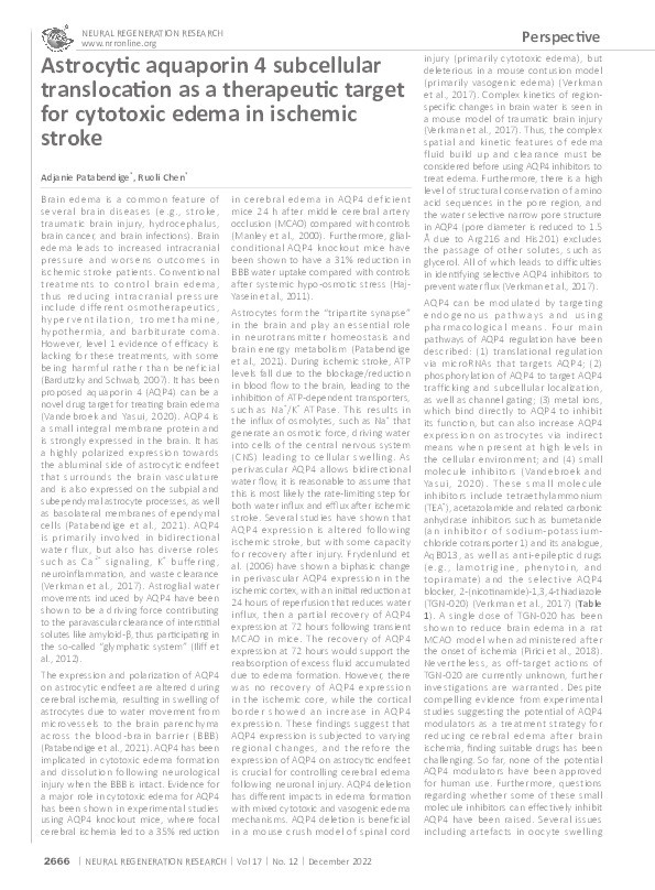 Astrocytic aquaporin 4 subcellular translocation as a therapeutic target for cytotoxic edema in ischemic stroke. Thumbnail